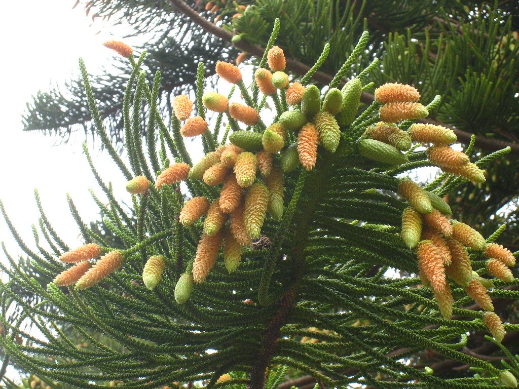 Is Norfolk Island Pine a Monocot or Dicot?